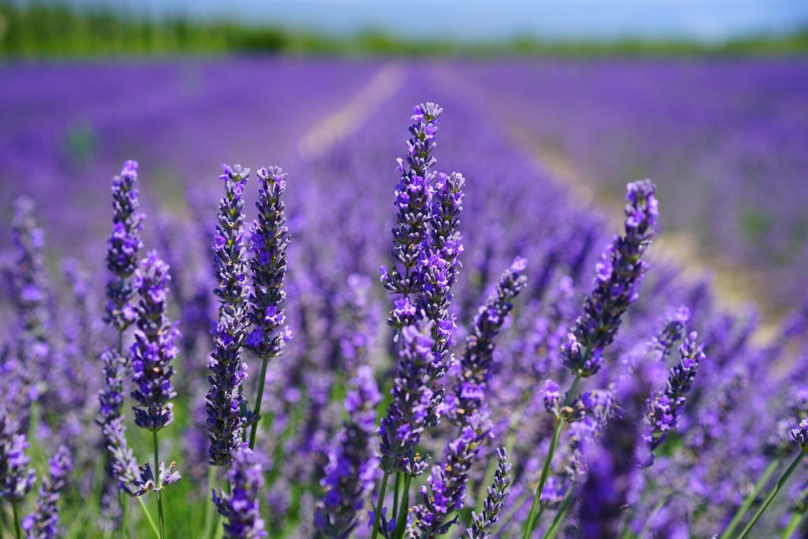 A beautiful field of flowers in purple color