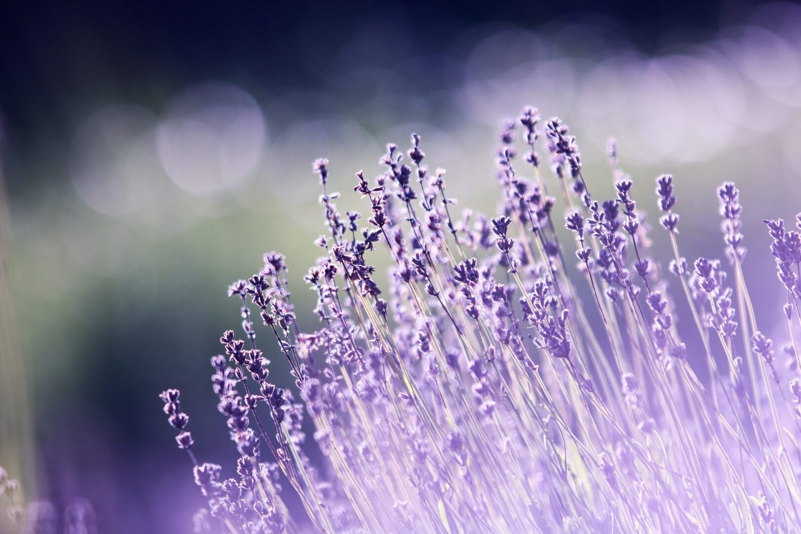 A close up view of the purple flowers