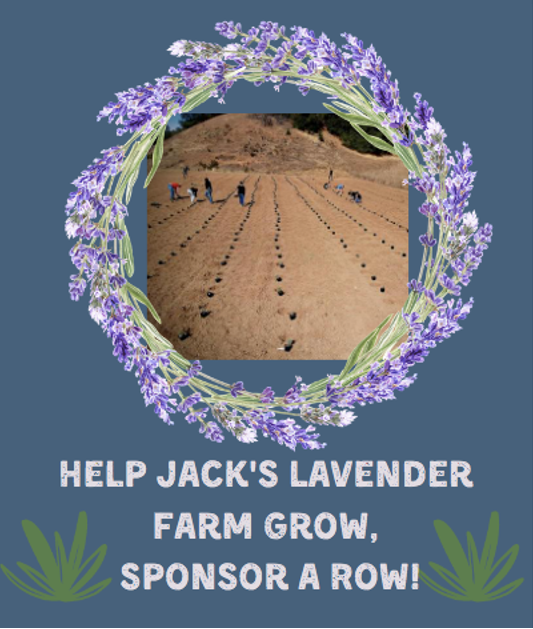 Help Jacks Lavender Farm Grow illustration