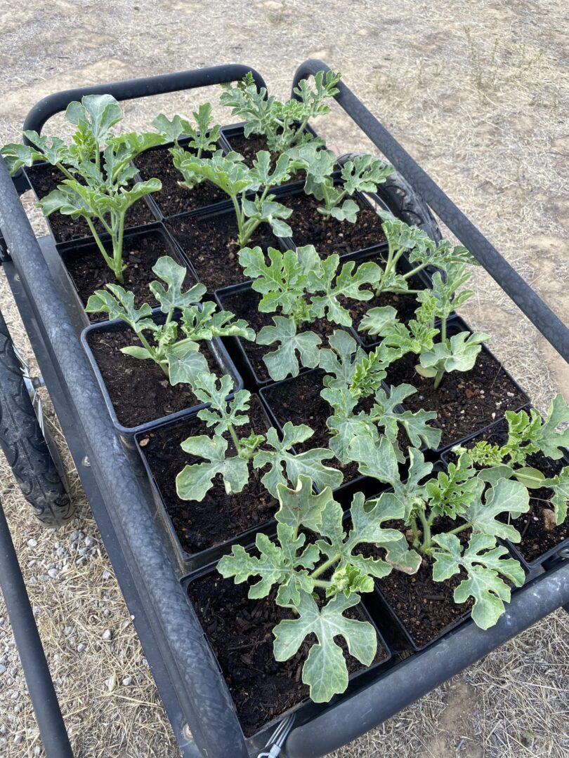 A collection of green plants with soil